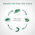 thumbnail image 3 of Advantage II Flea Treatment for Medium Dogs (4 dose), 3 of 7