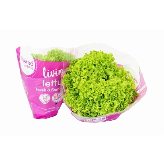 Inspired Greens Living Lettuce Fresh & Familiar Green, Living Lettuce Green