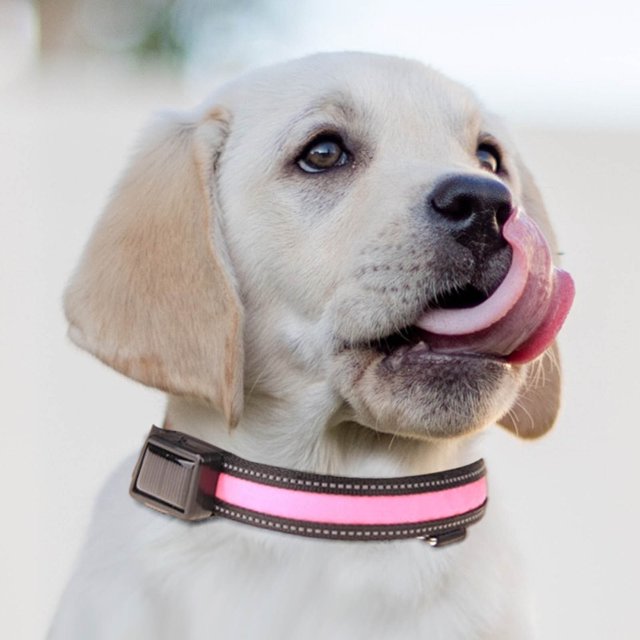 Dvkptbk Light Up Dog Collar, USB Rechargeable LED Pet Collars Waterproof Glowing Dog Collar for Small Medium Large Dogs Night Walking (Pink Large)