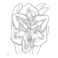 thumbnail image 3 of Dover Livre de Coloriage Creative Haven, Full Bloom, 3 of 5