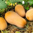 thumbnail image 2 of GSDWIUEW BUTTERNUT SQUASH *20 Seeds* Heirloom & Organic Seed-Seed, 2 of 3