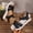 Black, variant on Gspmoly Slides Women, Women's Fashion Casual Versatile Fish Mouth Spring And Summer New Beach Outdoor Open Toe Sandals Women's Slippers White 42