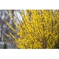 thumbnail image 3 of Forsythia, pot de 7,5 L (2 gal), arbuste, 3 of 6
