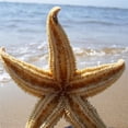 thumbnail image 4 of 2Pcs Dried Starfish Sea Star Beach Craft Wedding Party Home Decoration, 4 of 8