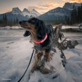 thumbnail image 3 of Coastal Pet Products Réglable Collier Lumineux pour Chien de 61cm (24") Pour la Marche Nocturne, 3 of 9