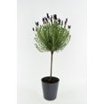 thumbnail image 1 of Lavande en standard, 1 of 2