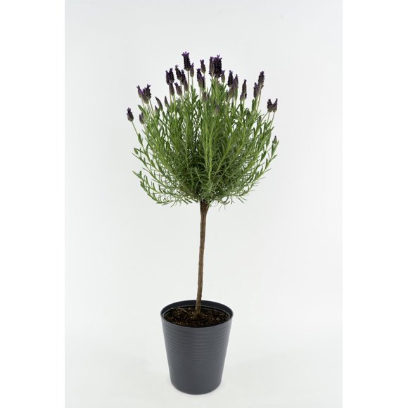 Lavender on standard