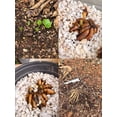 thumbnail image 4 of GSDWIUEW Butterfly Ranunculus Bulbs Buttercup Bare Roots for Planting Canada, Perennial Flower Ranunculus asiaticus, Double Ranunculus Bare Roots for Cut Flowers Garden Indoor Outdoor (30, Lycia), 4 of 4