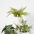 thumbnail image 1 of Fougère artificielle Anko en pot, 1 of 6