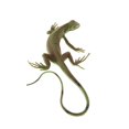 thumbnail image 1 of ziyahi Modèle Animal Simulation Jouets Éducatifs pour Enfants Lézard PL127-1334, 1 of 9