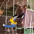 thumbnail image 4 of Dvkptbk Birds Standing Rod Cage Claw Sharpening Rod, 4 of 6