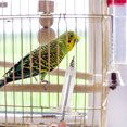 thumbnail image 2 of 2Sets Feeding Syringe Transparent Plastic Cylindrical For Birds Parrot Hand Feeding Pet Feeder 11.8x2.4in, 2 of 9