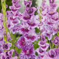 thumbnail image 1 of TASC Flower Bulbs - Gladiolus-Passos (25 Bulbs), 1 of 2