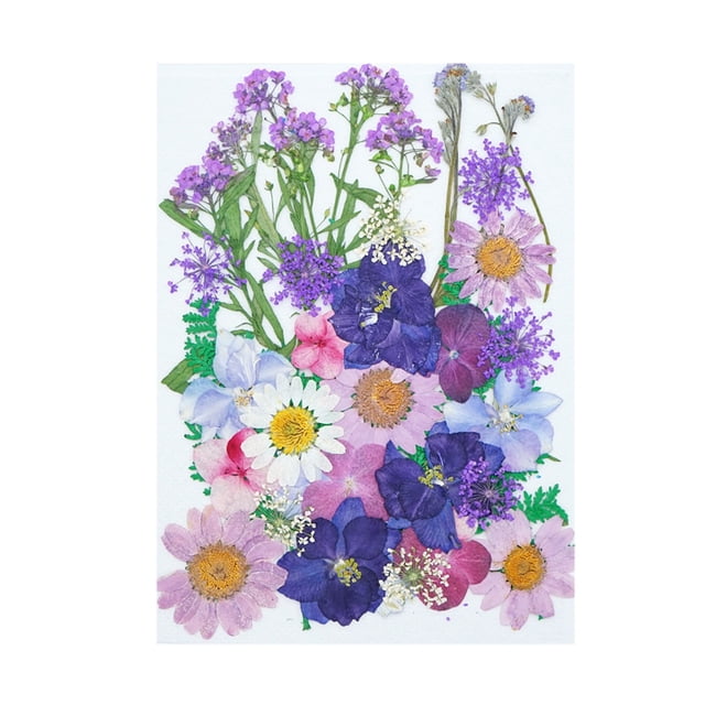 Agiferg Real Dried Presse Flowers Leaves Natural Set with Butterfly Stickers