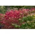 thumbnail image 4 of 2 Gallon Compact Burning Bush (Euonymus) Shrub, 4 of 7