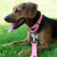 thumbnail image 3 of Collier pour Chien Country Brook Petz Martingale - Collier d'Entraînement Robuste Sans Boucle - Collier de Service pour Tous les Chiots - Collection Vibrante et Colorée (Rose, 3/4 Po, Petit), 3 of 8