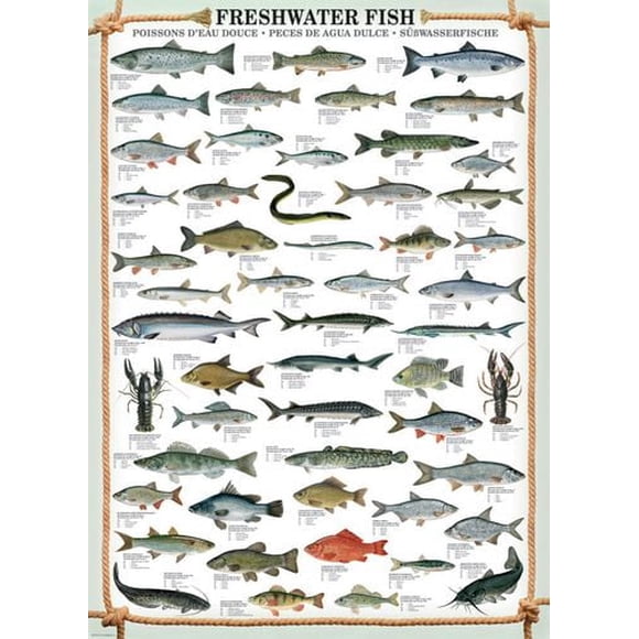 Poissons d'eau douce - 6000-0312