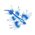 thumbnail image 4 of Realistic Sea Slug Animal Figures Model Animal Figurine Sea Animal Figurines for, 4 of 8