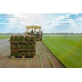 thumbnail image 3 of Grass Sod, 500 Square Foot for Garden & Bulk Landscape Projects, 3 of 3