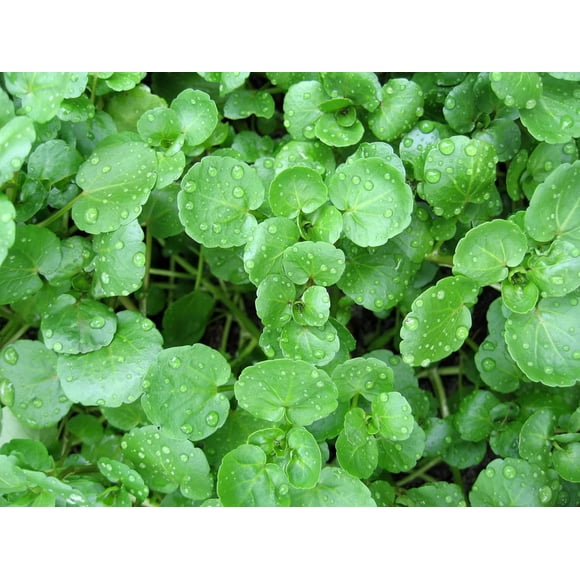 HJADGG Garden Cress Seeds Lettuce Vegetable for Planting Organic Non GMO 500 Seeds