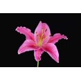 thumbnail image 2 of Posterazzi DPI1787996 Pink Lily Against Black Background Poster Print by Steven Raniszewski, 17 x 11, 2 of 2