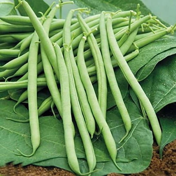 HJADGG French Bean Seeds for Garden Planting, Organic Non-GMO, 6 Pack