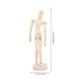 thumbnail image 4 of Table Top Mannequin Synthetic Material For Classroom Use 1Set 8.45x2.16x2.16in, 4 of 8