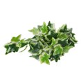 thumbnail image 4 of Senjay Artificial Reptile Plant, Lifelike Plastic Plant Soft For Fish Tank For Reptiles Terrarium, 4 of 8
