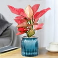 thumbnail image 3 of Living Room Tables Transparent Hydroponic Small Potted Plant Indoor Living Room Desktop Transparent Hydroponic Plastic Flowerpot Green Lover Essential Transpareneflower Pots Indoor, 3 of 6