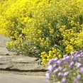 thumbnail image 4 of GSDWIUEW Mountain Gold Seeds-Alyssum montanum, 4 of 6
