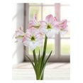 thumbnail image 1 of TÂCHE D'AMPOULES DE FLEURS DE CERISIER AMARYLLIS - 1 AMPOULE, 1 of 1