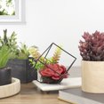 thumbnail image 2 of Northlight 5.5" Artificial Succulent Arrangement in Black Metal Wire Frame, 2 of 5