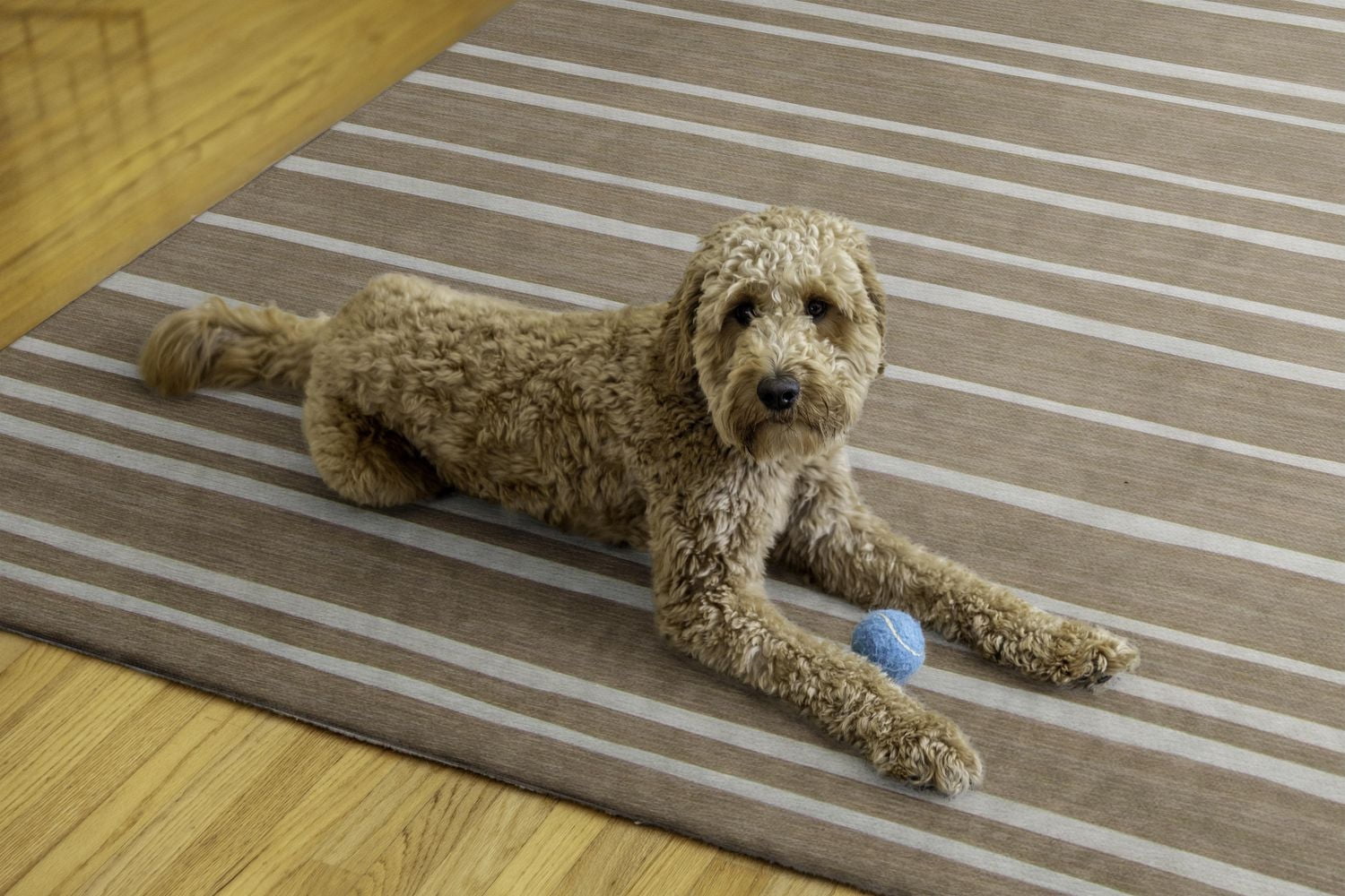 Tapis d'extérieur lavable Weston beige & ivoire 7 pi x 9 pi