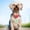 F, variant on A Pleasing To the Eye Finder Pet Lost Locator Child Locator Luggage Locator