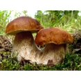 thumbnail image 2 of GSDWIUEW Spores Porcini Mushrooms Mycelium Spawn Dried Seeds Heirloom, 2 of 8