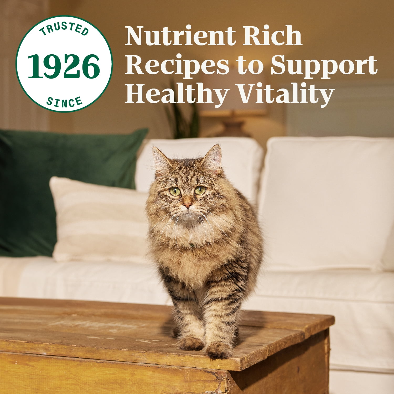 NUTRO WHOLESOME ESSENTIALS Adult Dry Cat Food Salmon & Brown Rice Recipe, 2.27kg Bag