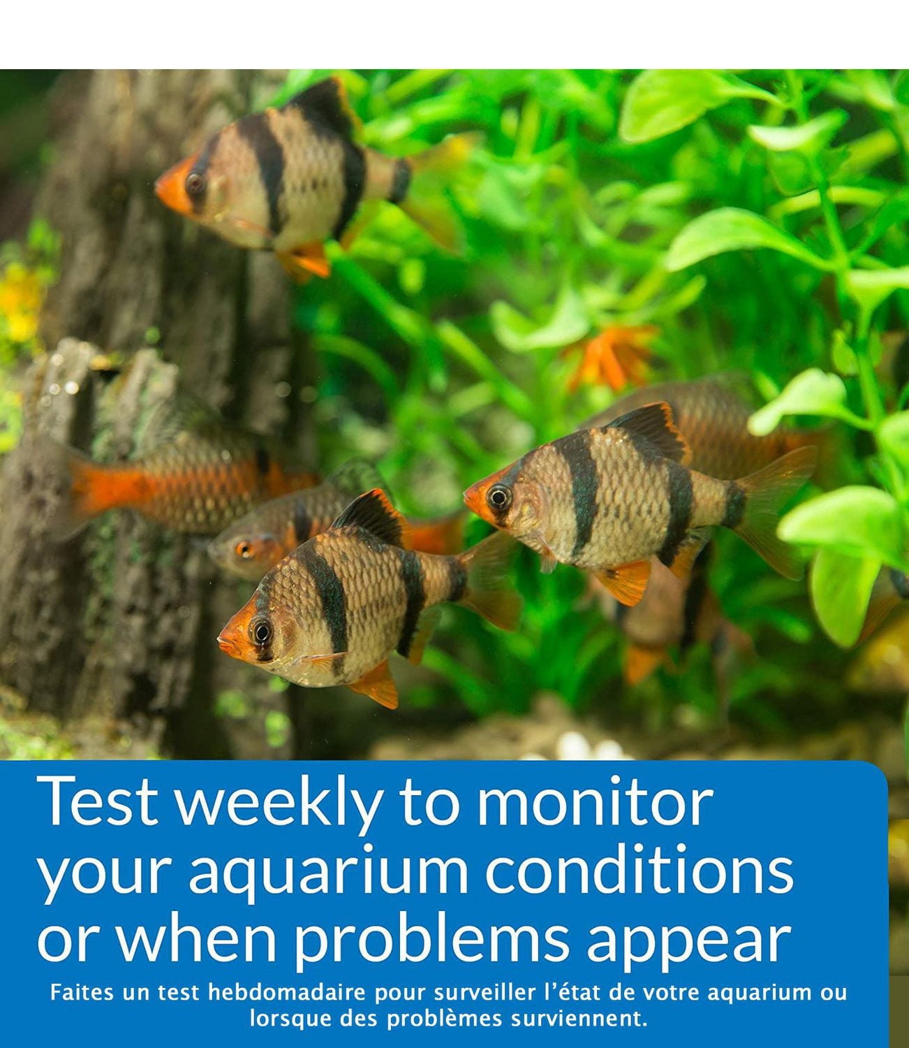 Kit de test de phosphate API pour aquariums d'eau douce et d'eau de mer (150 tests)