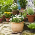 thumbnail image 3 of YoGold Plastic Half Round Plant Support Stakes 5.5 Inch For Climbing Plants, 3 of 3