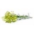thumbnail image 3 of Dill, Mammoth Long Island - Herb Seeds, 3 of 3