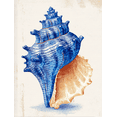 thumbnail image 1 of Blue Seashell Coastal Canvas Wall Art 15.75x11.81 Inches, 1 of 8