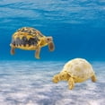thumbnail image 2 of Modèle Tortue Sulcata Moule Texture Claire Vive Effet 3D Mer Océan Vie Simulation Modèle Animal pour Enfants, 2 of 6