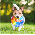thumbnail image 2 of Nerf Colour Blast 9" Disc Dog Toy; Size: Medium, 2 of 5