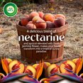 thumbnail image 3 of AIR WICK® SCENTED OIL - Recharge-Refill - 0+2 Vibrant™ Hawaiian Guava & Tropical Flower 6/(2x20) mL, 3 of 7