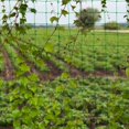 thumbnail image 3 of Plant Crawling Net Melon And Fruit Planting Climbing Nets 1PC Anti-sun Durable Weathering Gardening Tools New Trellises, 3 of 9