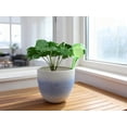thumbnail image 3 of Expert Gardener Plant Watering Globe - Automatic Plant Watering Bulbs for Indoor & Outdoor, Durable Plastic, Lightweight, 200ml Capacity, 3 of 5