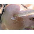 thumbnail image 2 of Sérum Hydratant au Rétinol Anti-âge Rose Doré, 2 of 6