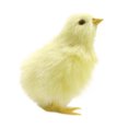 thumbnail image 2 of EGNMCR Easter Decorations For The Home Easter Decor Imitation Chicken Plush Toy Doll Children's Teaching Easter Model Chicken Model Decoration Easter Decorations, 2 of 5