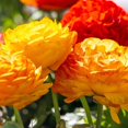 thumbnail image 2 of GSDWIUEW 30 Ranunculus Bulbs for Planting, Pastel Mixed Persian Buttercup Bulbs Mix Color Ranunculus Asiaticus Corms Perennial Flower Bulbs for Garden, 2 of 3