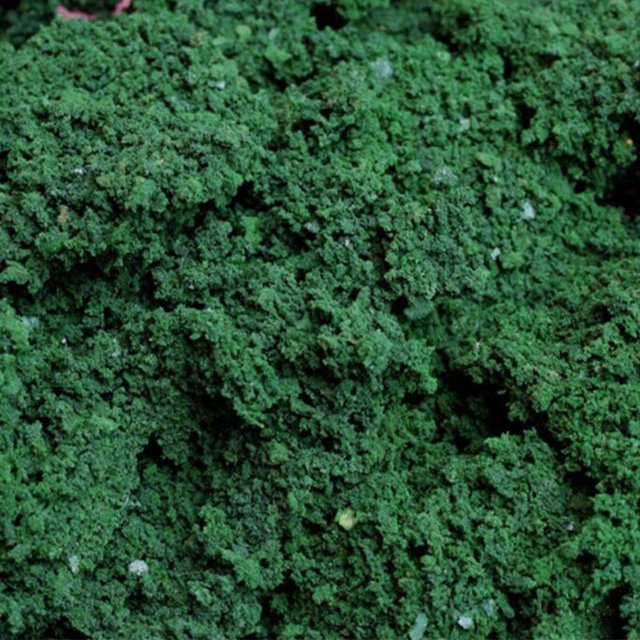 Milaget Modèle Résine Arbre Poudre Matériel de Fabrication de Scène Chemin de Fer pour Construction Vert Foncé 40g