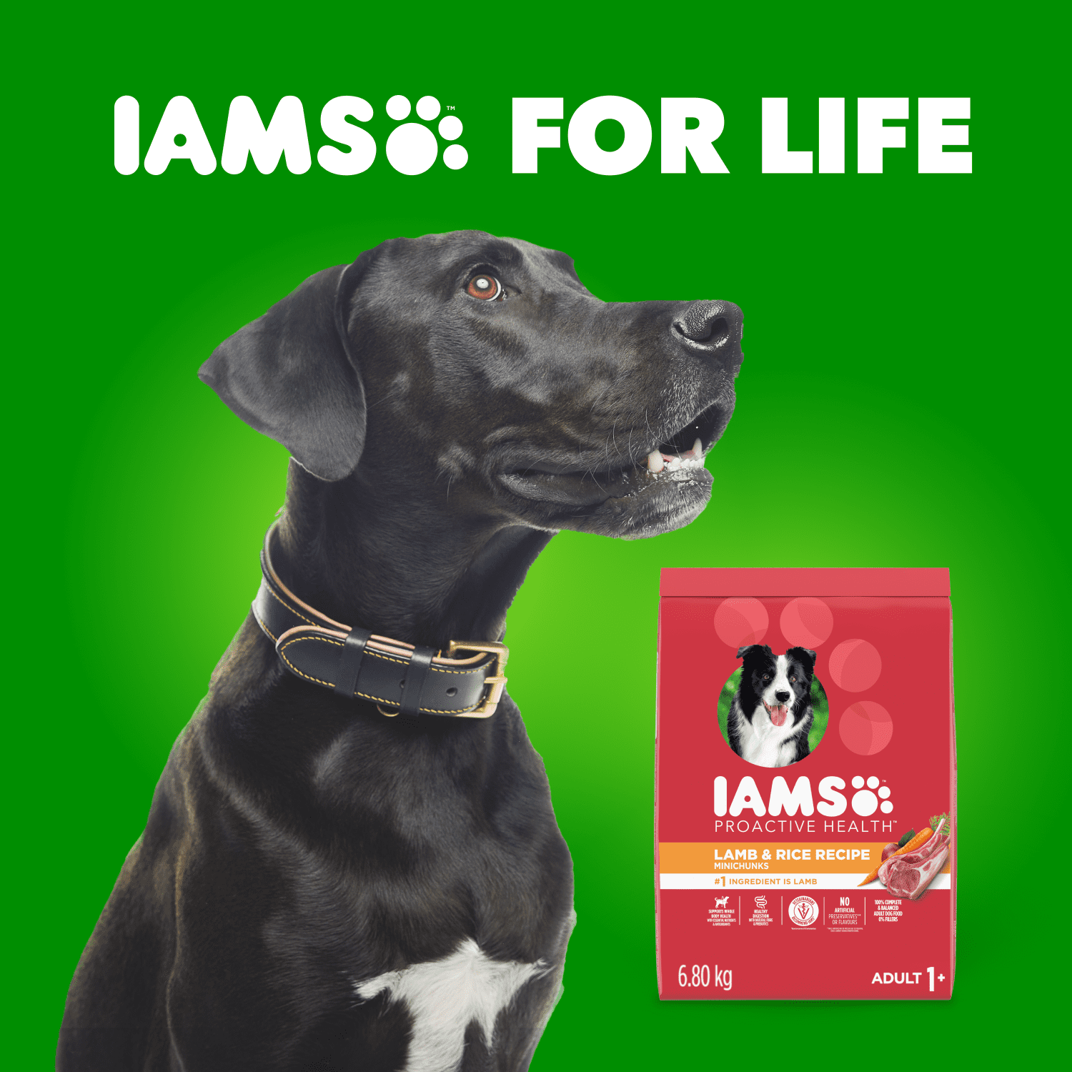 Iams Minichunks Adult Dry Dog Food Lamb & Rice Recipe 1.5kg